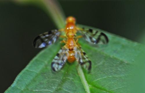 Réf. 245 309 : Acidia cognata